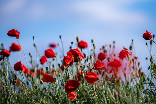 Red poppies blooming in a field under blue sky