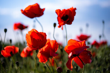 Red poppy field blooming under blue sky