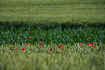 Red poppies growing in a vibrant green wheat field