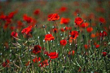 Red poppies blooming in a vibrant green field