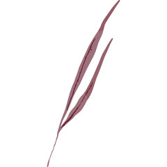 Delicate Reddish-Brown Slender Leafy Stalk With Two Elongated Leaves Against A White Background Minimalist Botanical Element With Detailed Veins Isolated Vector Illustration