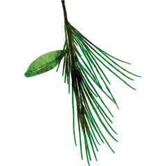 Delicate Pine Branch with Green Needles and Leaf Isolated on White Background Realistic Watercolor Illustration Botanical Element for Seasonal Design