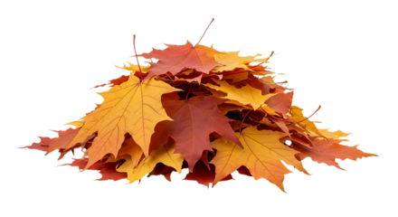 Maple leaves, Pile of autumn in shades of orange and red, cutout, PNG isolated on white or transparent background fall