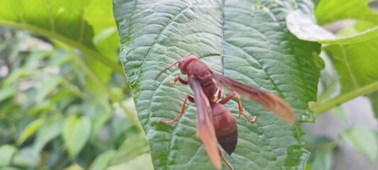 This reddish-brown wasp perches on a green leaf. The background features lush vegetation and a slightly blurred lawn.