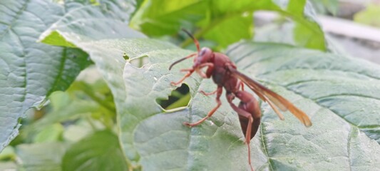 This reddish-brown wasp perches on a green leaf. The background features lush vegetation and a slightly blurred lawn.