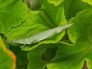 葉に止まるオンブバッタのクローズアップ