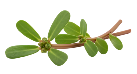 Purslane plant, Fresh green stem with leaves and buds, cutout, PNG isolated on white or transparent background