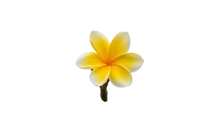 Plumeria Flower Single Yellow And