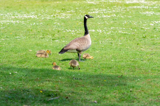 Canada Goose and Small Goslings Feeding.A Canada Goose protecting goslings while feeding and resting.
