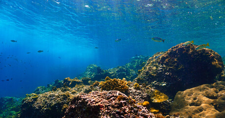 Underwater photography of a Blacktip reef shark in rays of sunlight. Off the coast of the island Koh Lanta in Thailand. 
