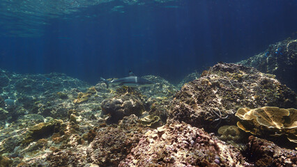 Underwater photography of a Blacktip reef shark in rays of sunlight. Off the coast of the island Koh Lanta in Thailand. 