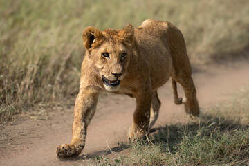 Lion cub walking down a path and kicking up dirt