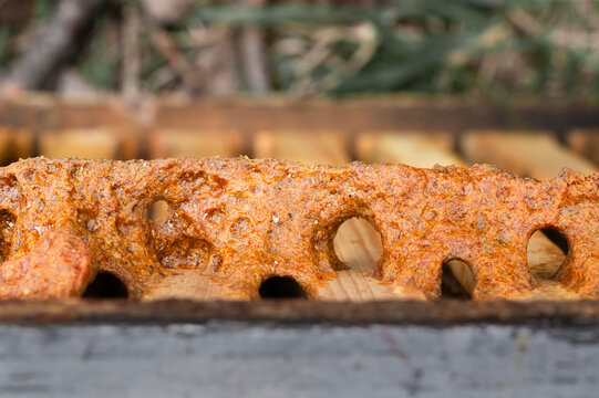 Propolis built up on top of a honey bee hive