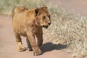 Close up of a lion cub walking down a path