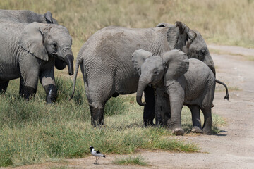 Baby elephant getting ready to chase a bird