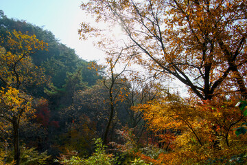 Fototapeta premium The middle of a mountain that feels like autumn