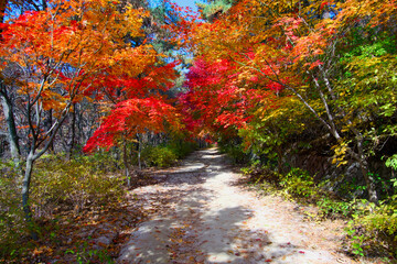 A path with red and yellow maple leaves at times