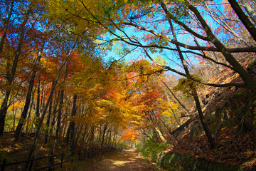 Obraz premium The path of the autumn forest with a yellow autumn feel