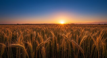 Golden hour illuminates a vast wheat field under a vibrant blue sky during a summer sunset