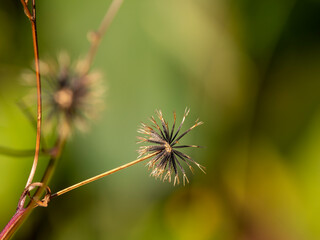 野原に生えたコセンダングサの痩果