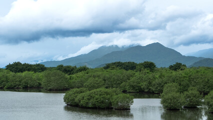Lush green mangroves growing in calm water with misty mountains and heavy clouds forming a dramatic natural landscape