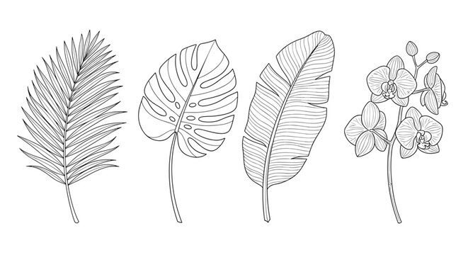 Exotic botanical line art collection features tropical leaves and delicate orchids for elegant designs