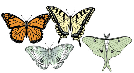 Stunning butterfly collection illustration ready for spring designs and nature inspired projects