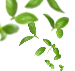 Fresh green basil leaves flying in air on white background