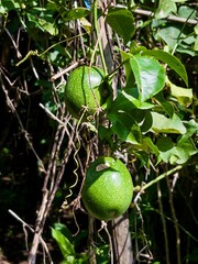 Two green, unripe passion fruits (Passiflora edulis) hang from a vine, brightly lit against a dark, tangled background of branches and leaves.