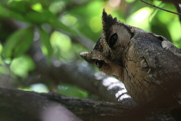Sri Lankan birds in the wild 