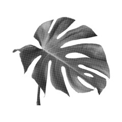 Fototapeta premium Monstera Leaf Halftone with transparent background 
