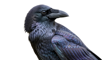 Closeup of a Crow Bird with Black Feathers.