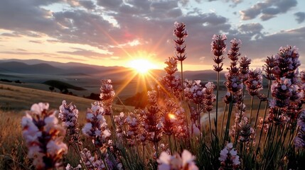 Close-up of lavender flowers in a field at sunset, with sun rays piercing through dramatic clouds over rolling hills.