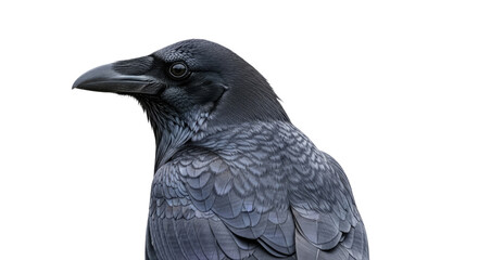 Fototapeta premium Closeup of a Crow with Detailed Feather Texture 3.