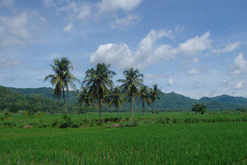 Fototapeta premium View of coconut trees in rice fields on a bright day. Panorama of rural rice fields with a background of hills. For graphic design, 3D rendering and banners