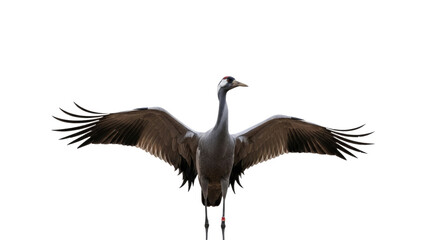 Obraz premium Elegant Crane Bird with Outstretched Wings in Flight.