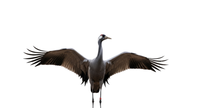 Elegant Crane Bird with Outstretched Wings in Flight.