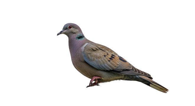 Pigeon Bird Standing on White Background 1.