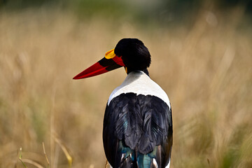 A Saddle-Billed Storks in the bush searching for food