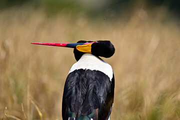 A Saddle-Billed Storks in the bush searching for food