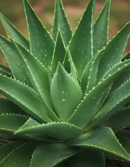 Fototapeta premium Aloe vera is tropical green plants tolerate hot weather. A close up of green leaves, aloe vera. Aloe vera is a very useful herbal medicine for skin care and hair care that can be used as treatment.