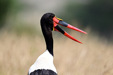 A Saddle-Billed Storks in the bush searching for food