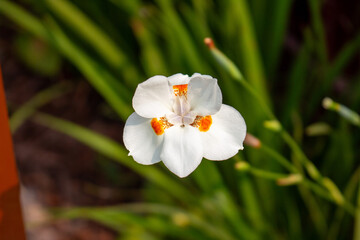 Flor Moréia branca (Dietes iridioides), também conhecida como dietes ou lírio-moréia