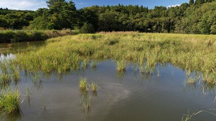 農村の外れにあるため池