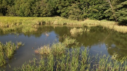 農村の外れにあるため池
