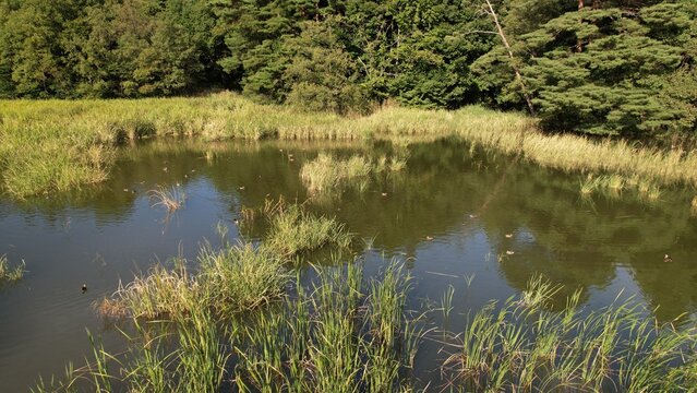 農村の外れにあるため池