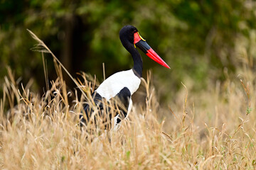 A Saddle-Billed Storks in the bush searching for food