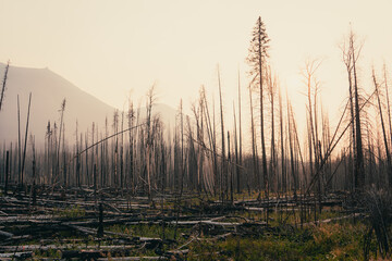 Obraz premium A burnt forest with a mountain backdrop shows resilience and rebirth now.