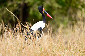 A Saddle-Billed Storks in the bush searching for food