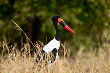 A Saddle-Billed Storks in the bush searching for food